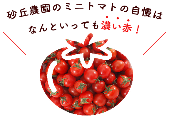 砂丘農園のミニトマトの自慢はなんといっても『濃い赤』！